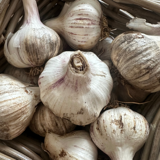 Italian Red Garlic