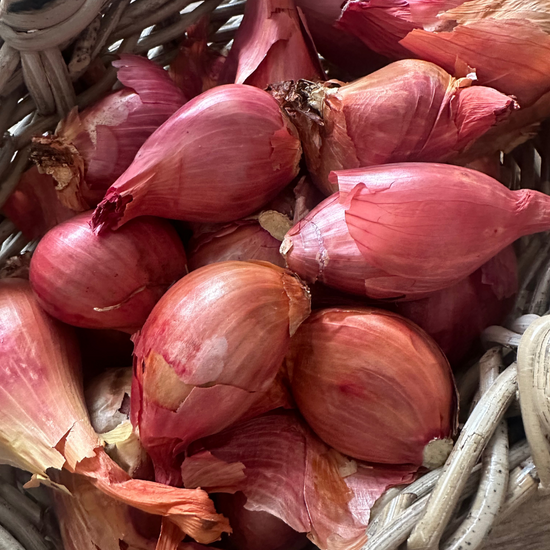 Red Shallots