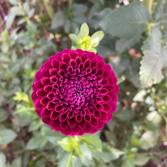 Burgundy Ball