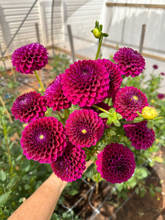 Burgundy Ball