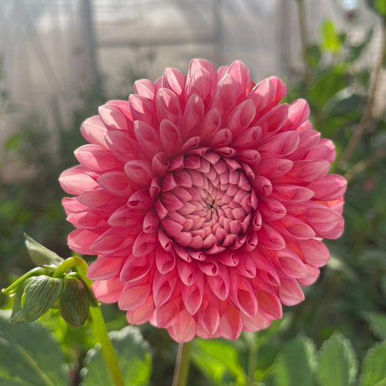 Florelie Angostura