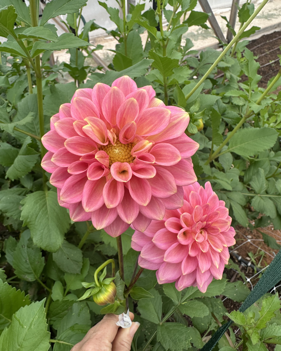 Florelie Flamingo