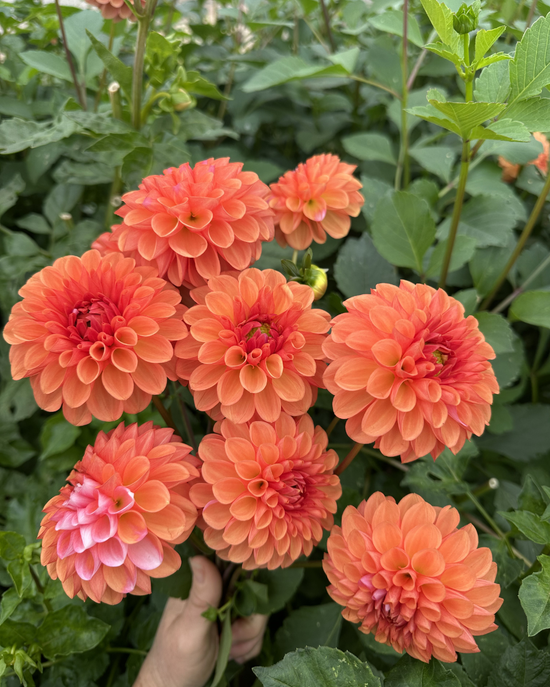 Florelie Angostura