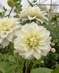 Gosia Blushing Bride