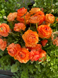 Coral Salmon Ranunculus