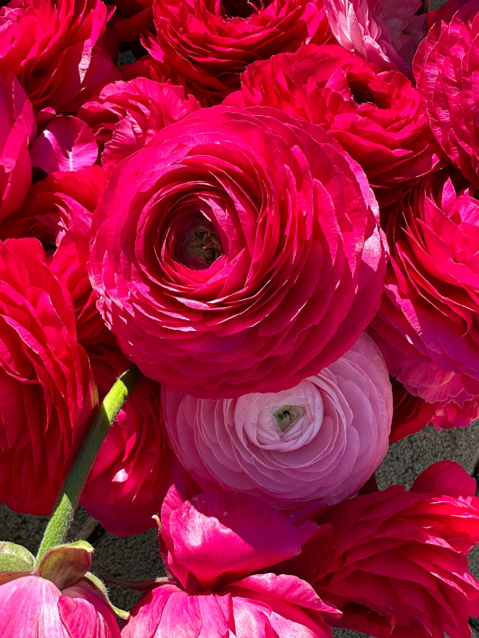Warm Ranunculus Hot Pink Ranunculus – Coco and Honey Flower Farm