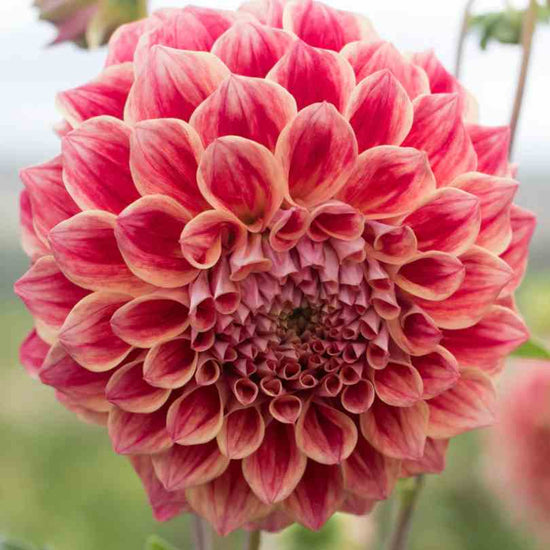 Winkie Rhubarb