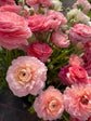Coral Salmon Ranunculus