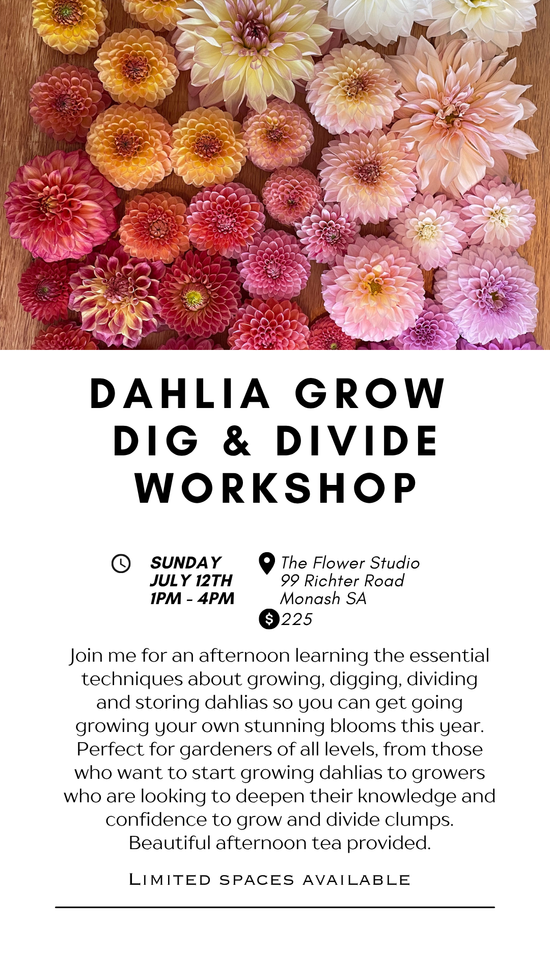 Dahlia Grow, Dig and Divide Workshop Sunday 12th July 2026
