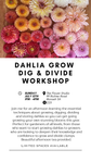 Dahlia Grow, Dig and Divide Workshop Sunday 12th July 2026