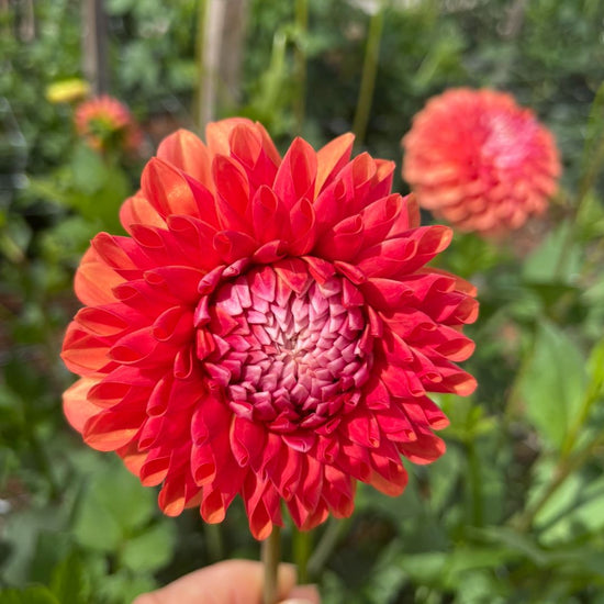 Florelie Angostura