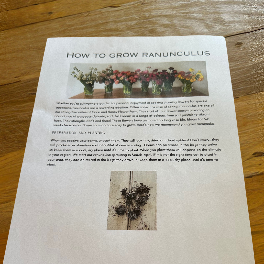 How To Ranunculus How to grow ranunculus PDF – Coco and Honey Flower Farm