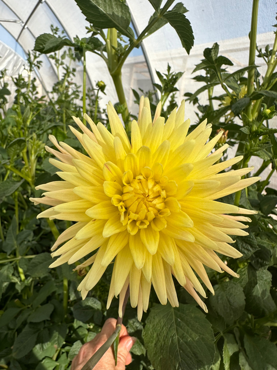Lemon cactus dahlia